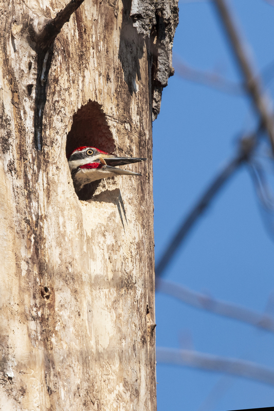 Piliated woodpecker_img_931.jpg