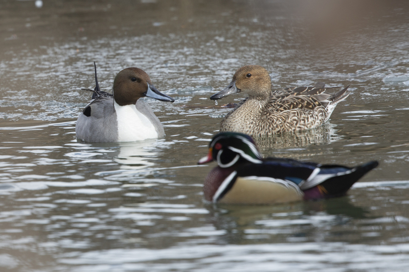 Pintail_576A6873_jpg.jpg