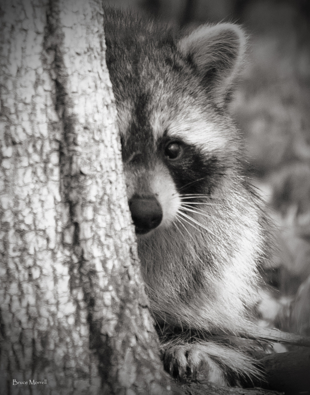 Rcoon_097_11x14BW_signed.jpg