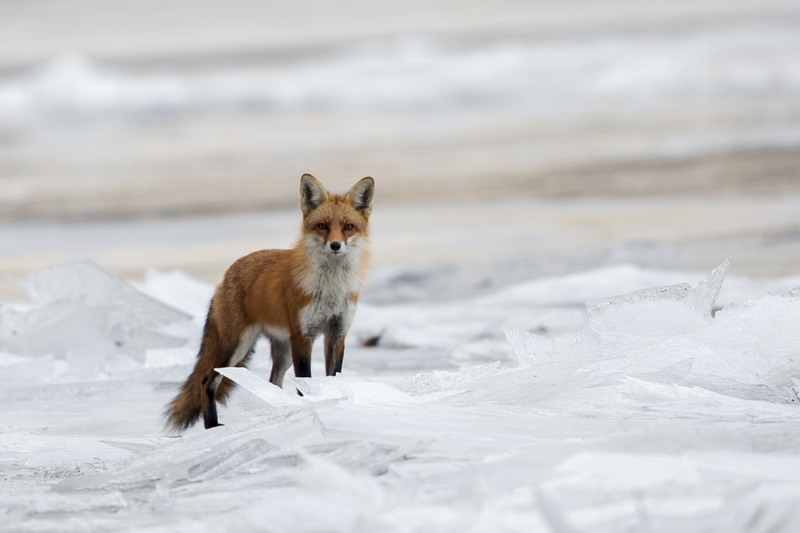 Red Fox_576A2840.jpg