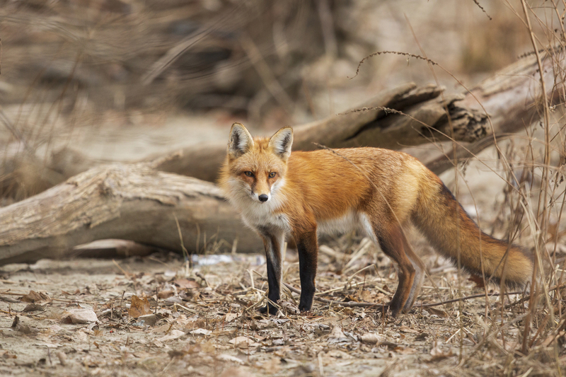 Red Fox_576A2887.jpg