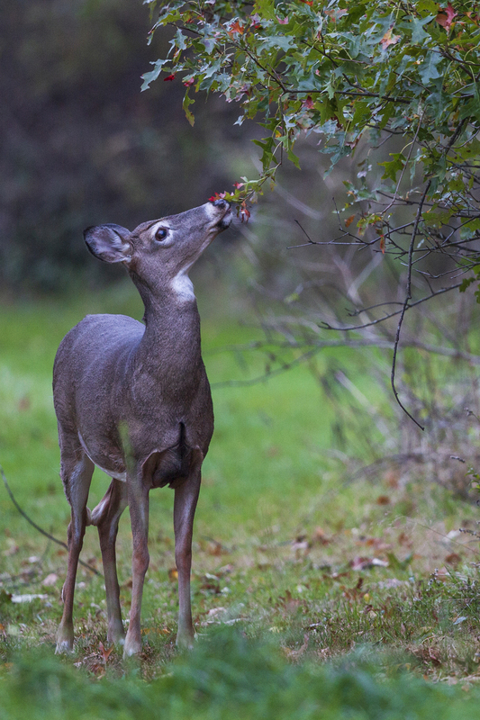 Summer Deer_P576A3594.jpg