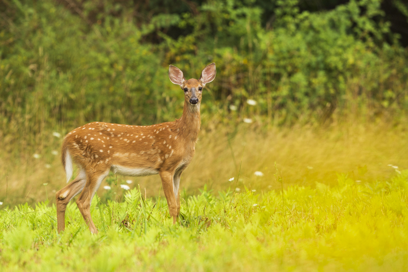 Summer deer_576A7772.jpg