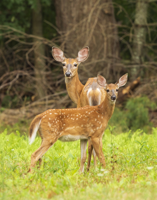 Summer deer_576A7784.jpg