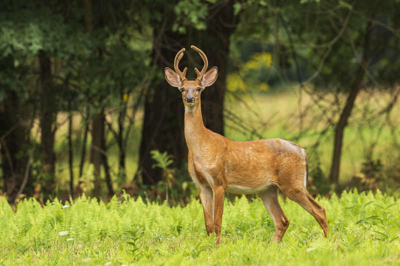 Summer deer_576A7788.jpg