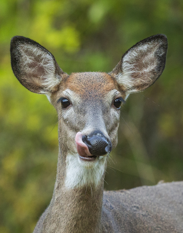 Summer deer_576A8979.jpg