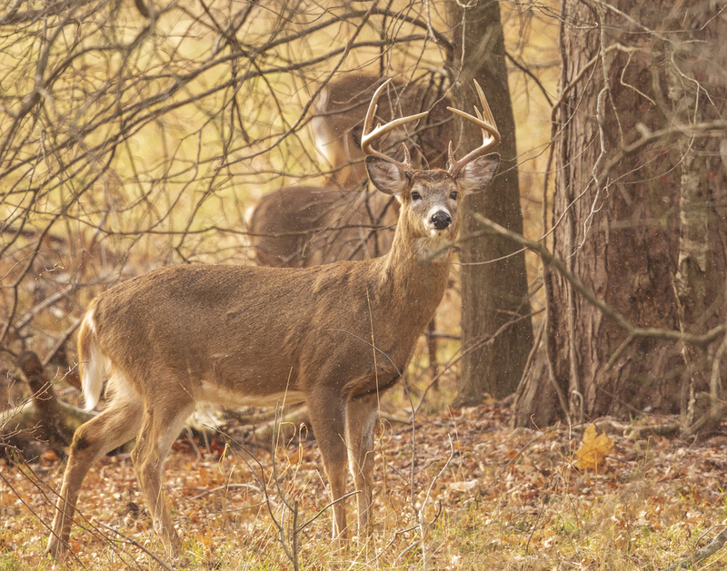 Winter Deer_576A3006.jpg