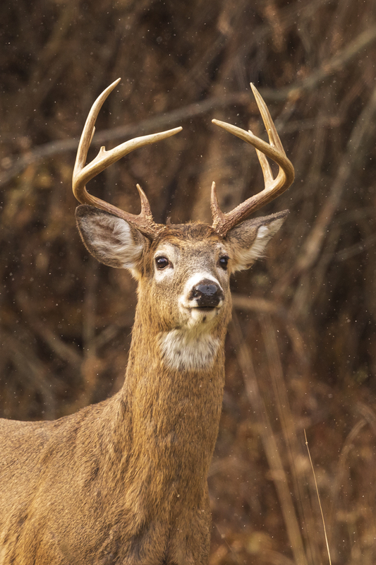 Winter Deer_576A3016.jpg