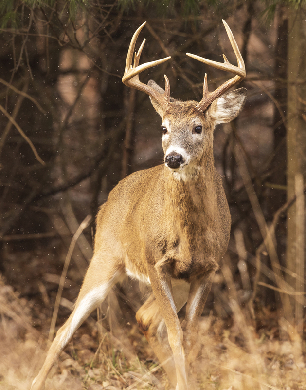 Winter Deer_576A3022.jpg