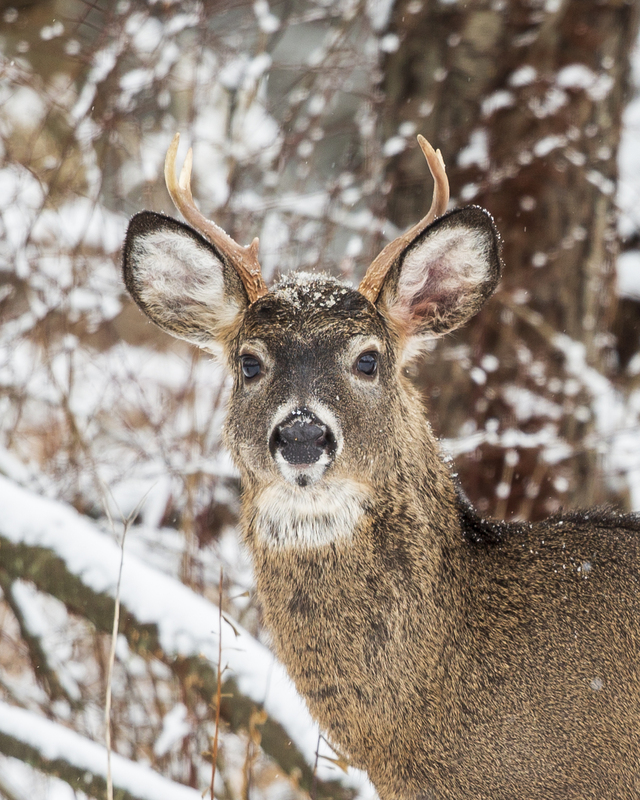 Winter Deer_576A5136.jpg