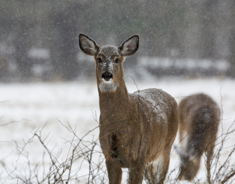 Winter Deer_576A5706.jpg