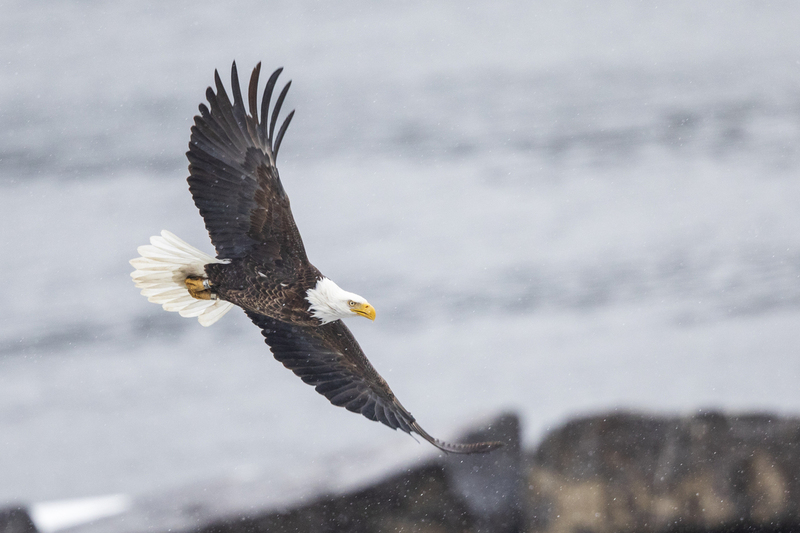 Winter Eagle_2M0A4395.jpg