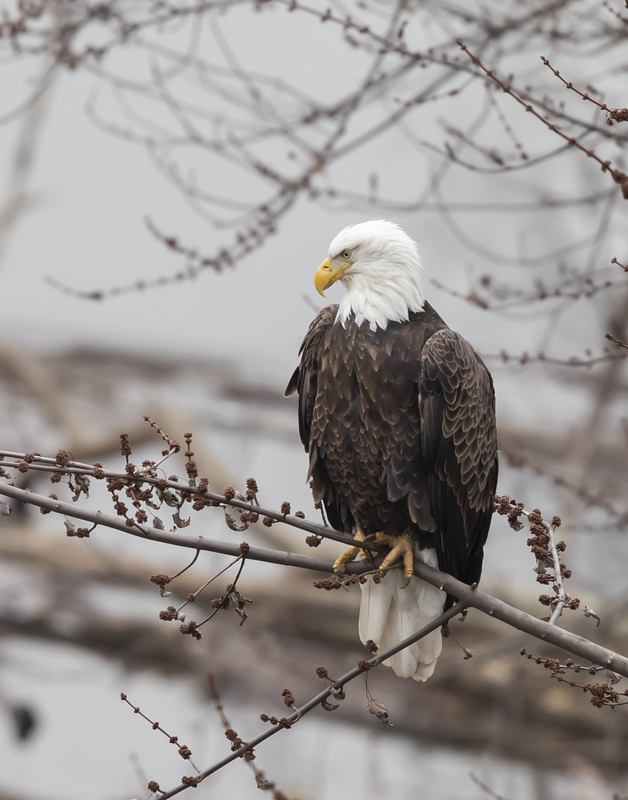 Winter Eagle_576A2493_11x14(1).jpg