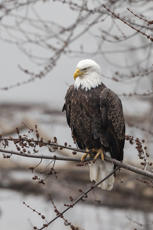 Winter Eagle_576A2494_12x18(1).jpg