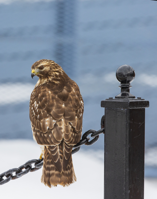 Winter Hawk_576A3352(1).jpg