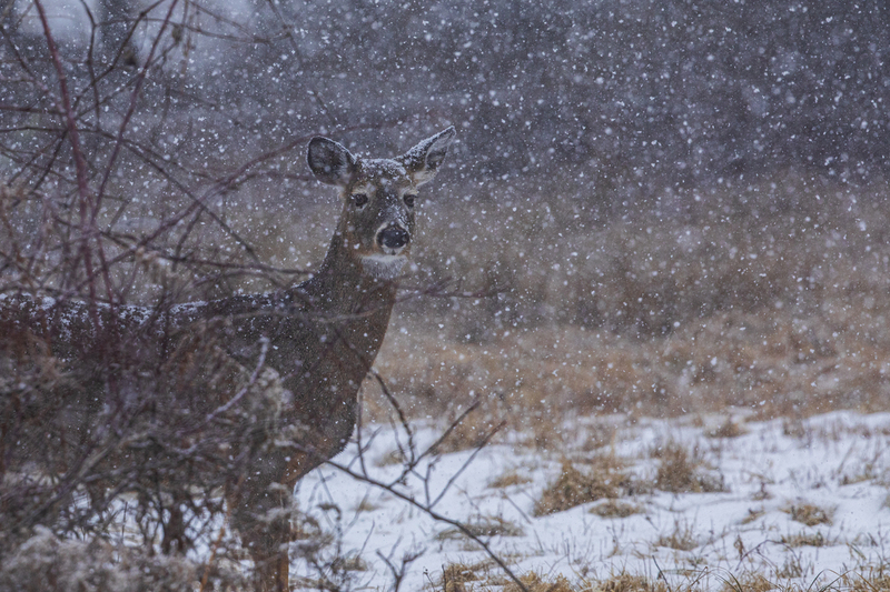 Winter deer_2M0A9802(1).jpg