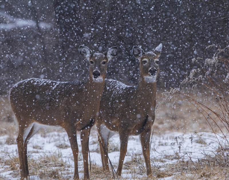 Winter deer_2M0A9812.jpg