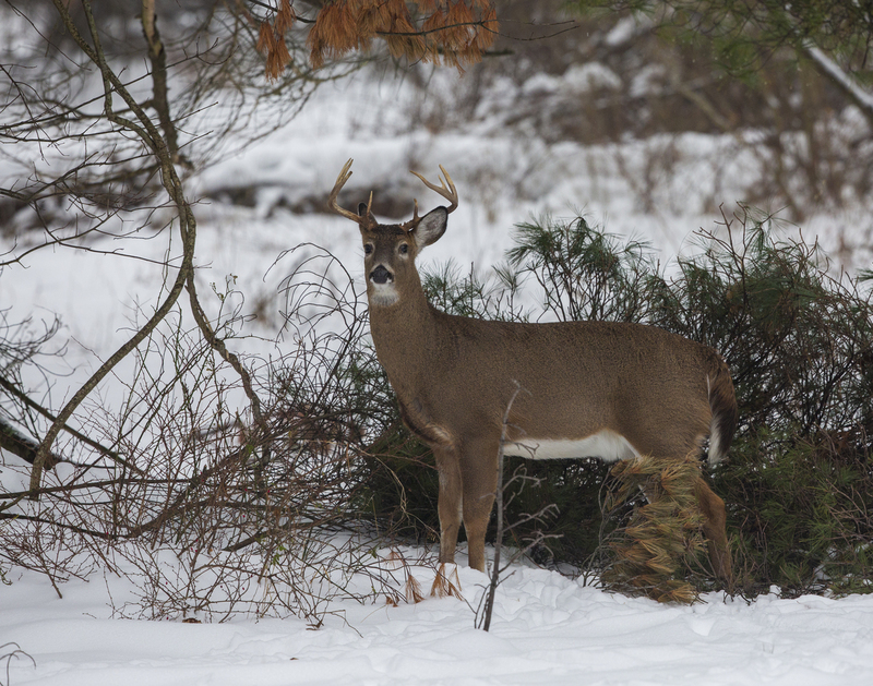 Winter deer_576A2129 8x10 11x14 16x20 30x40.jpg