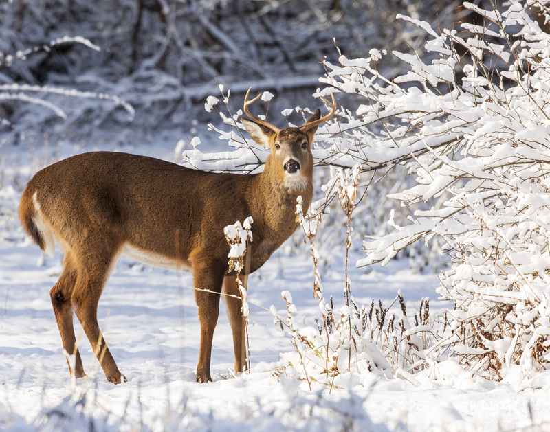 Winter deer_576A2920P.jpg