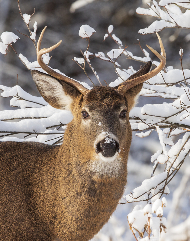 Winter deer_576A2943.jpg