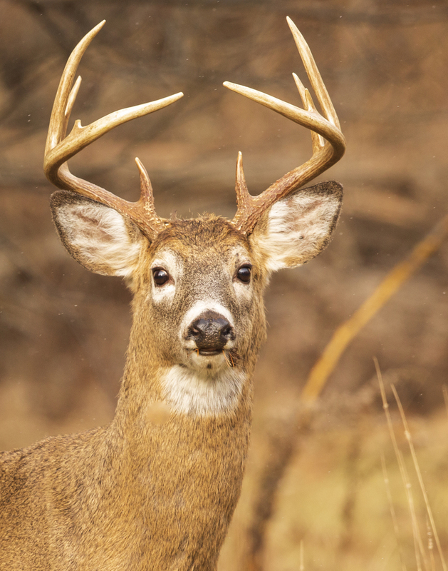 Winter deer_576A3048.jpg