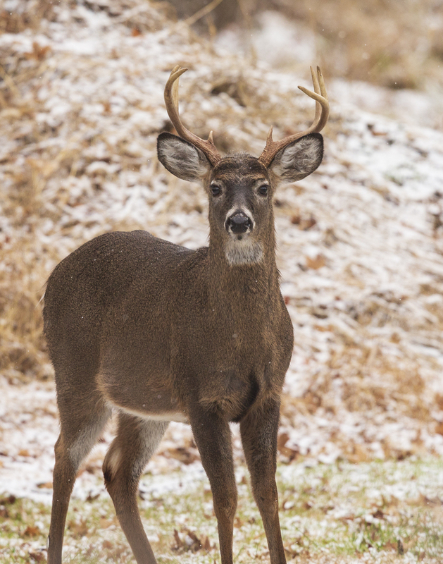 Winter deer_576A3151.jpg