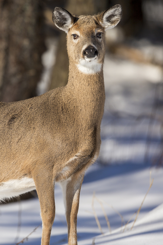 Winter deer_576A3188.jpg