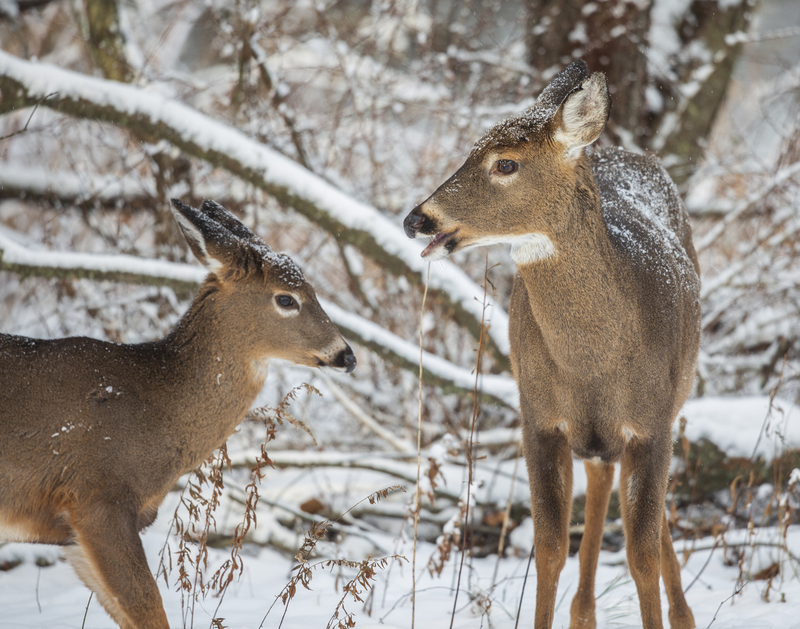 Winter deer_576A5082.jpg