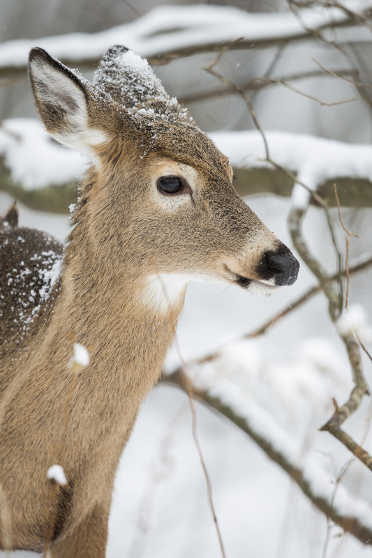 Winter deer_576A5094.jpg
