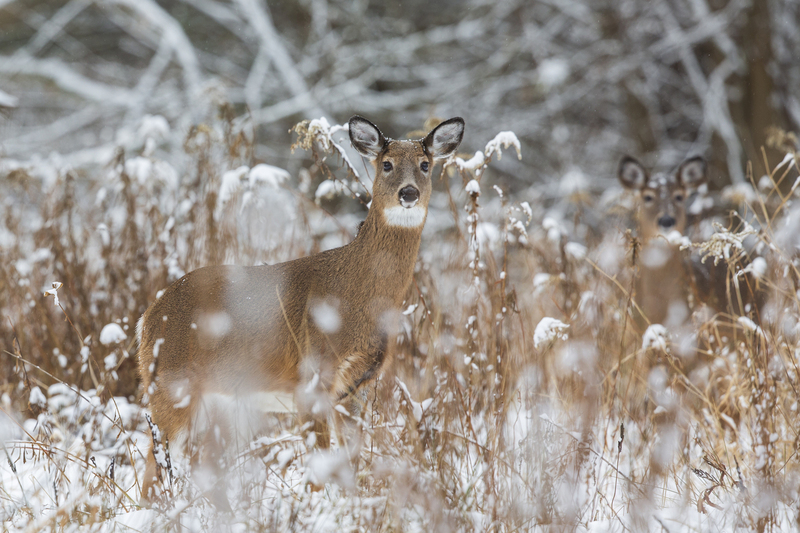 Winter deer_576A5248P.jpg
