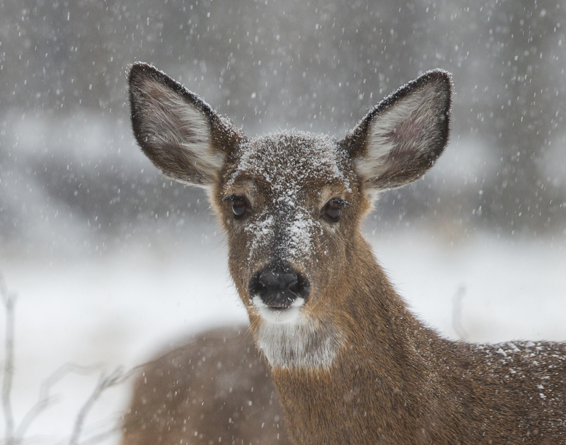 Winter deer_576A5703.jpg