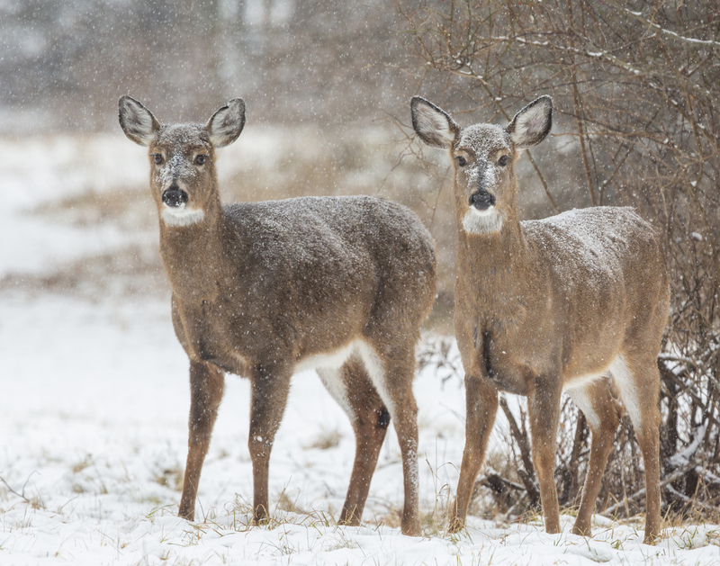 Winter deer_576A5714.jpg