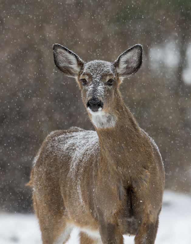 Winter deer_576A5726.jpg