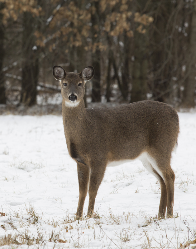 Winter deer_576A5891.jpg