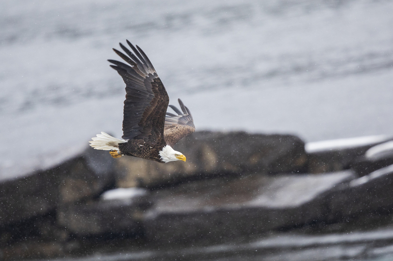 Winter eagle_2M0A4396.jpg