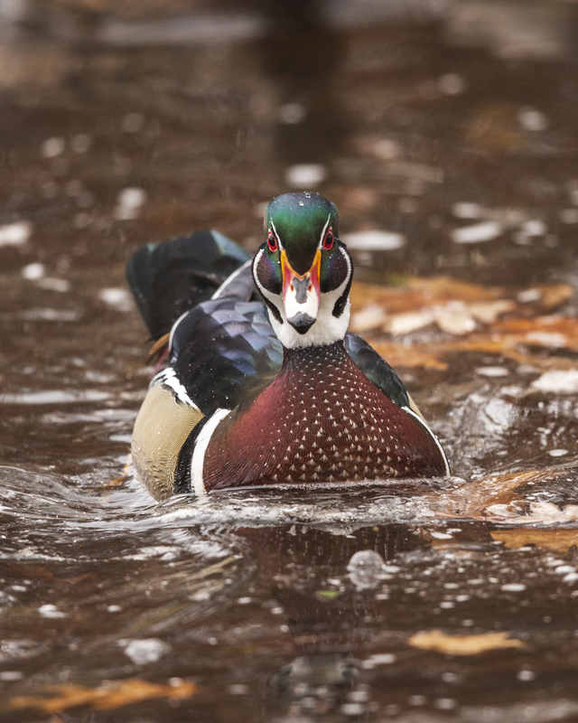 Wood duck_004_2628.jpg