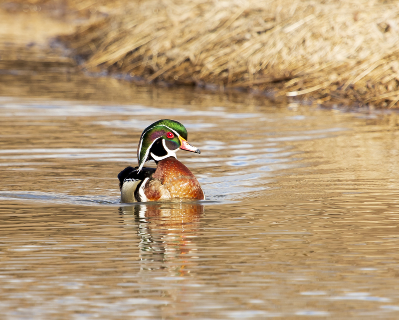 Wood duck_006_8x10.jpg
