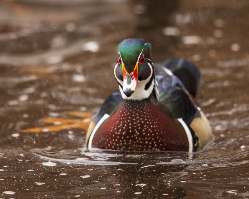 Wood duck_008_576A2646.jpg