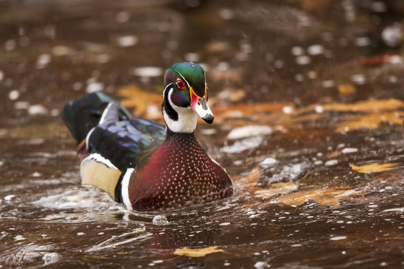 Wood duck_576A2631.jpg