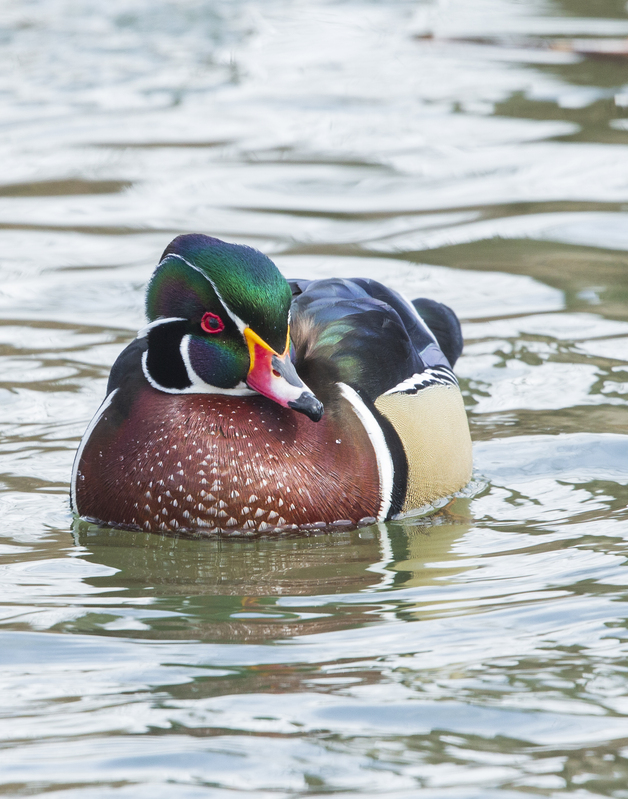 Wood duck_576A6961.jpg