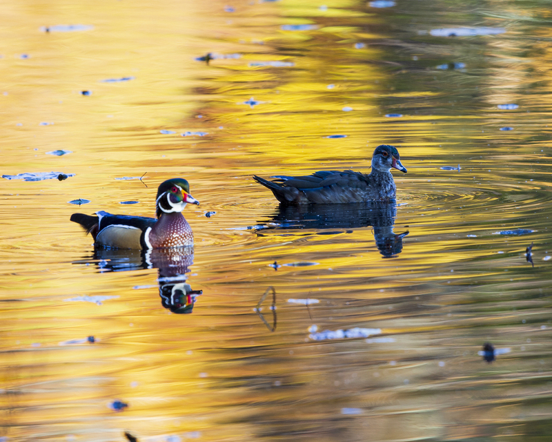 Wood ducks 16x20_576A2342 (1).jpg