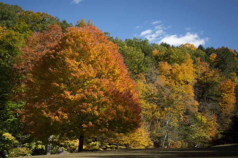 autum tree.jpg