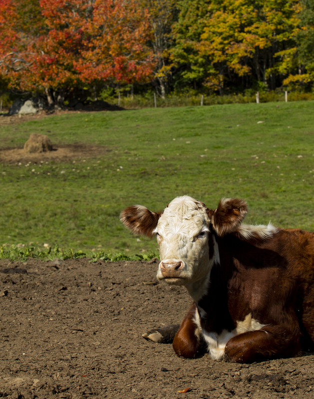 autumn cow_11x14_2M0A6977(1).jpg