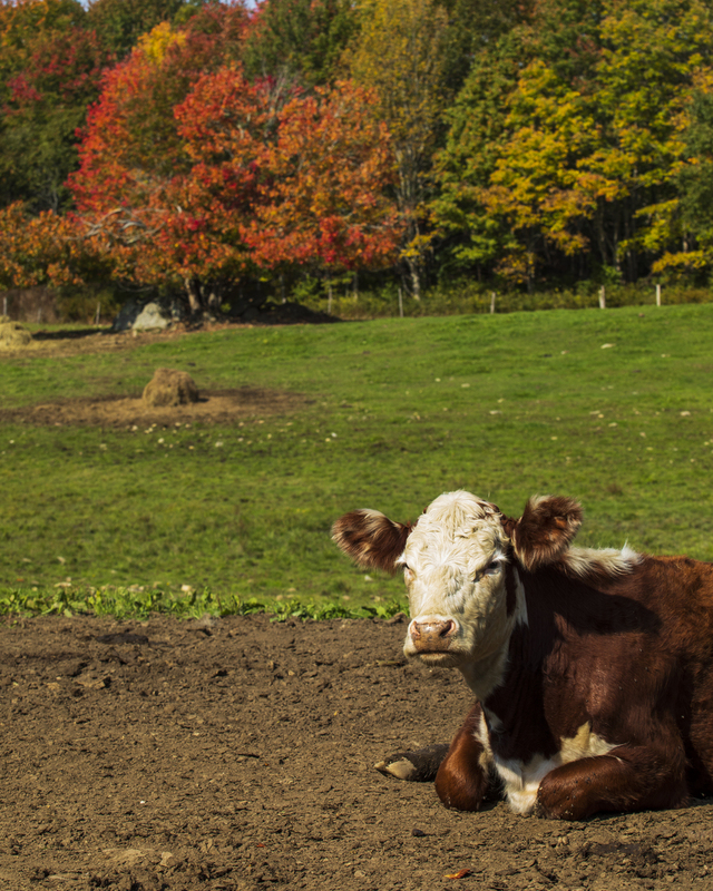 autumn cow_16x20_2M0A6977(2).jpg