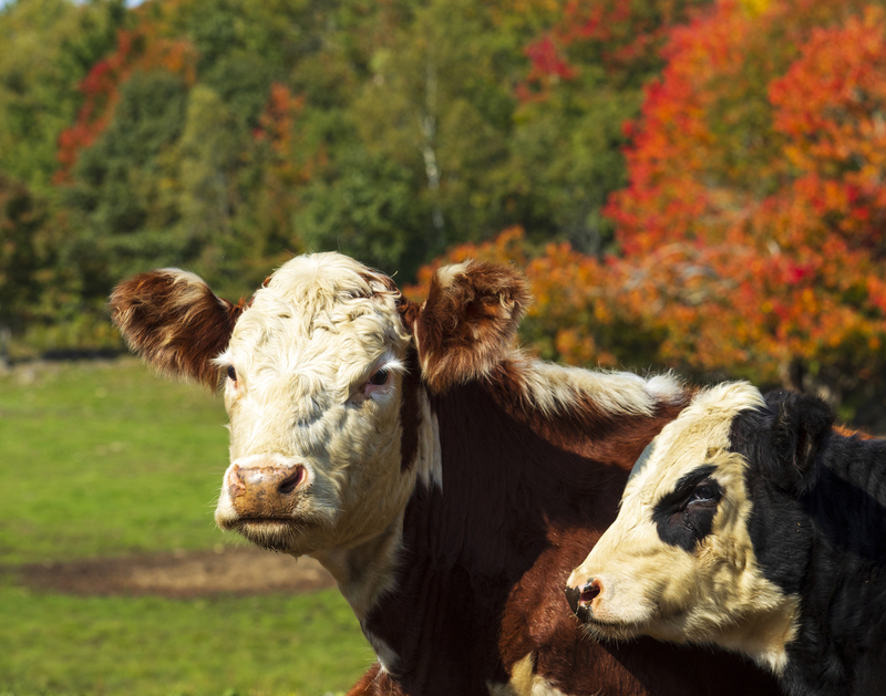 autumn cows_11x14_2M0A6986(2).jpg