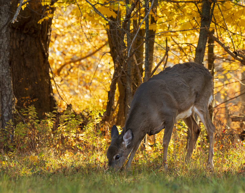 autumn deer_11x14_2M0A2741.jpg