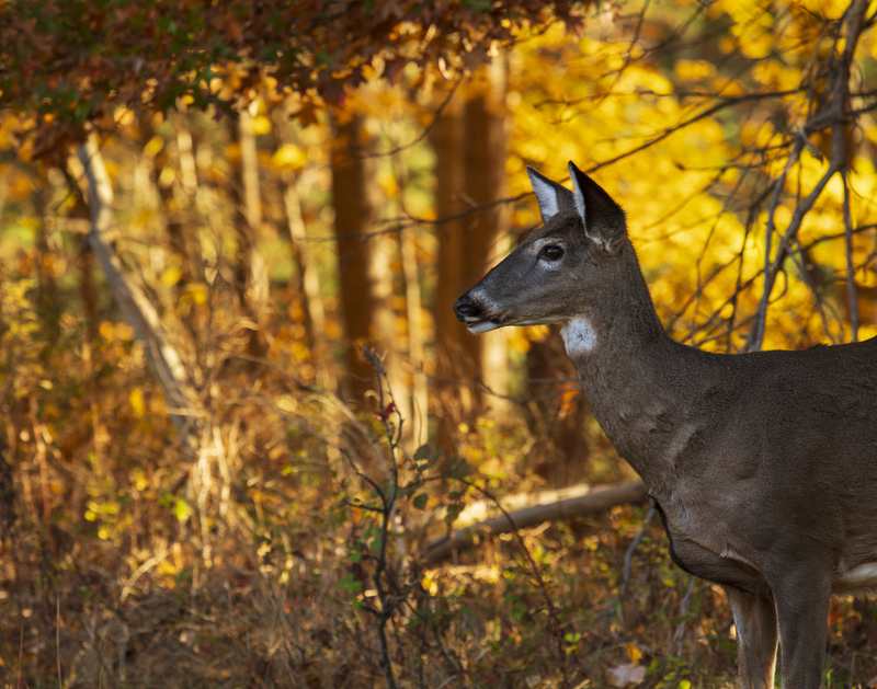 autumn deer_11x14_2M0A2765.jpg