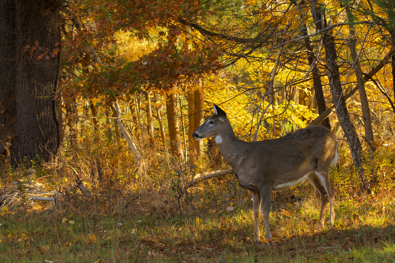 autumn deer_12x18_2M0A2759.jpg