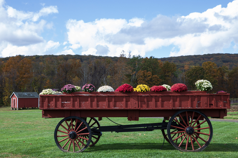 autumn flower cart_2M0A0525.jpg