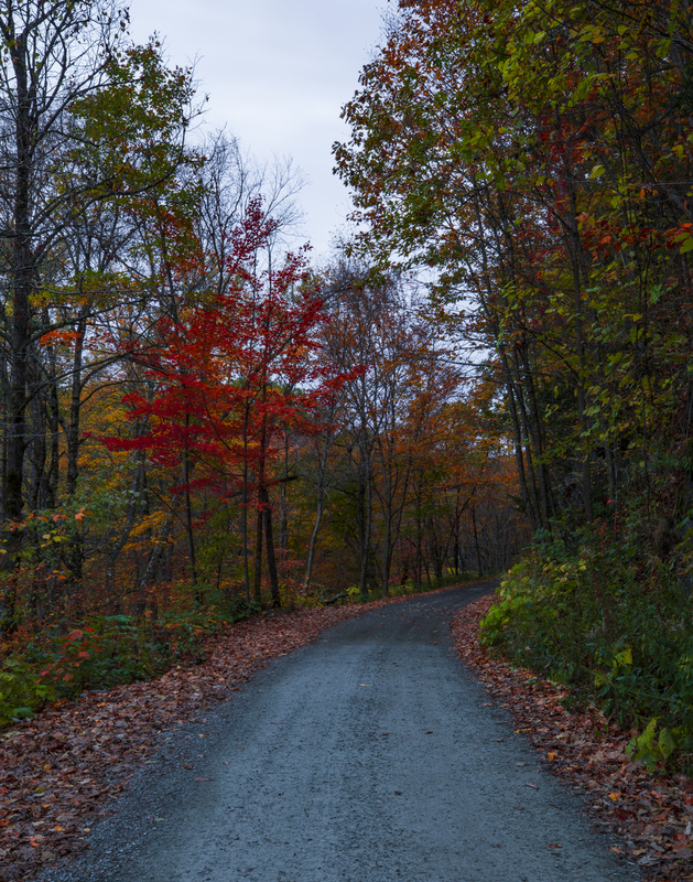 autumn road_2M0A8708(1).jpg